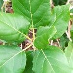 Eugenia pyriformis Leaf