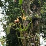 Cattleya forbesii പുഷ്പം