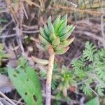 Petrosedum sediformeЛист