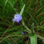 Cyanotis arachnoidea Floare