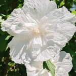 Hibiscus mutabilis ᱵᱟᱦᱟ