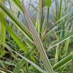 Phalaris arundinacea Feuille