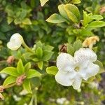 Brunfelsia americana Virág