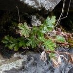 Potentilla neglecta Habitus