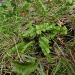 Asplenium viride Natur