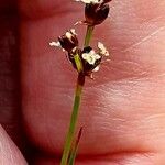 Juncus alpinoarticulatus 花