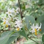 Solanum aloysiifolium Çiçek