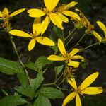 Bidens reptans Flower