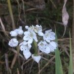 Allium massaessylum Flower