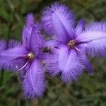 Thysanotus tuberosus Flower