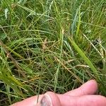 Eleocharis multicaulis Hábito