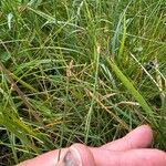 Eleocharis multicaulis Облик