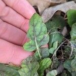Salvia lyrata Leaf