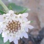 Pterocephalus plumosus Flower