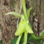 Epidendrum rigidum Blomma