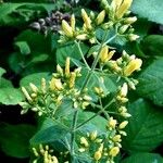 Hypericum hirsutum Fula
