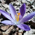 Crocus neapolitanus Blüte