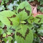 Persicaria virginiana Folha