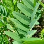 Galega officinalis Blatt