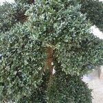 Ilex crenata পাতা