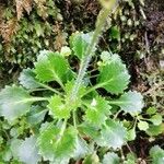 Saxifraga spathularis Leaf