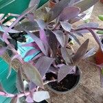 Tradescantia pallidaList