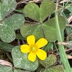 Oxalis corniculataLorea