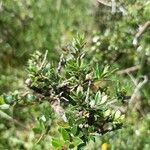 Gaultheria mucronata Fruit