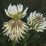 Trifolium montanum 花