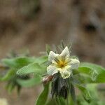 Alkanna graeca Flor