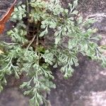 Asplenium ruta-muraria पत्ता