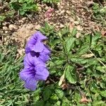 Ruellia tuberosa फूल