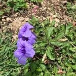 Ruellia tuberosa Çiçek