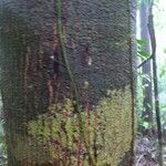 Tapirira guianensis Bark