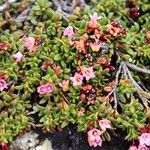 Kalmia procumbens 花