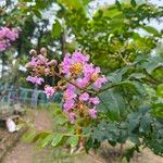 Lagerstroemia indicaKukka