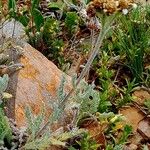 Achillea nana Rusca