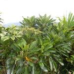 Myodocarpus simplicifolius Elinympäristö