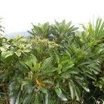 Myodocarpus simplicifolius Облик