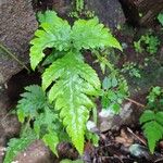 Tectaria gemmifera पत्ता