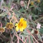 Aspilia mossambicensis Flor