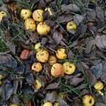 Malus domestica Fruit