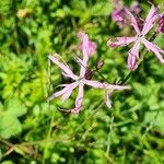 Lychnis flos-cuculiKukka