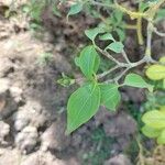 Cornus kousa Blatt