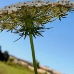 Daucus carota Květ