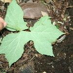 Dorstenia contrajerva Leaf