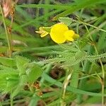 Lotus angustissimus Fiore