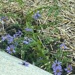 Symphyotrichum oblongifolium 花