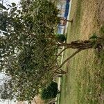 Ficus cordata Hábito