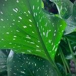 Zantedeschia albomaculata ഇല